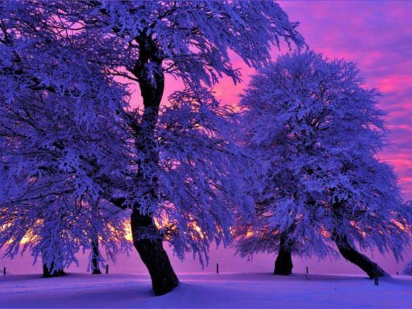 tree-purple-winter