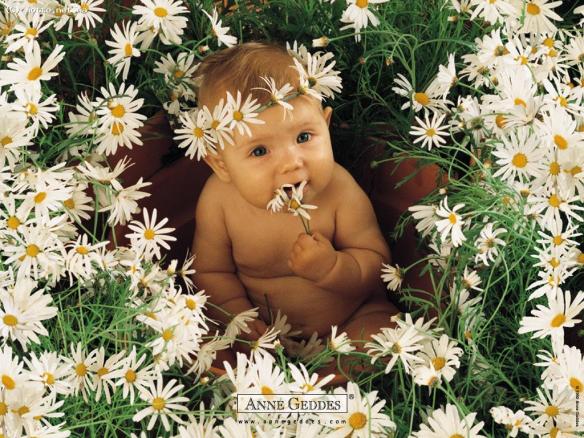 baby-anne-geddes-cute-babies-flowers-field-wallpaper
