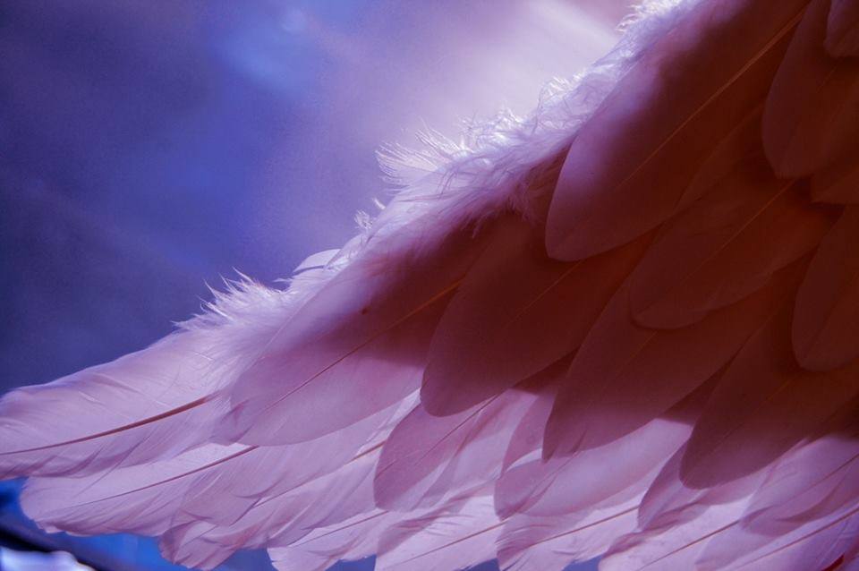 wing pink